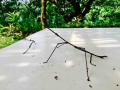big stick insects